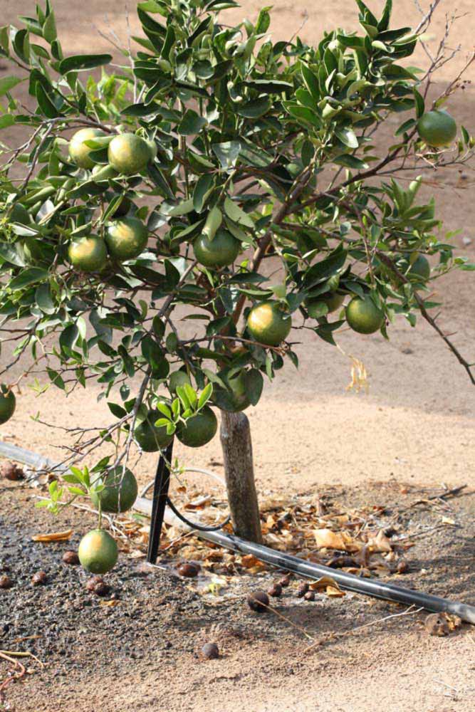            Habit (Riverside, CA)   